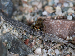 Euophrys frontalis