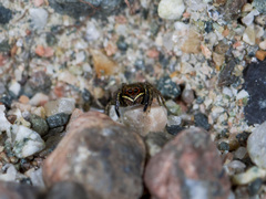 Euophrys frontalis