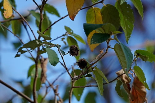 Image of Androcalva rossii by (c) Max Campbell, some rights reserved (CC BY)