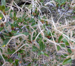 Cercocarpus ledifolius intermontanus