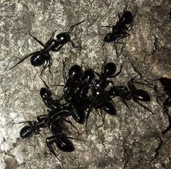 Camponotus laevigatus