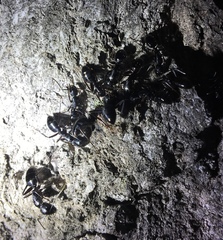 Camponotus laevigatus