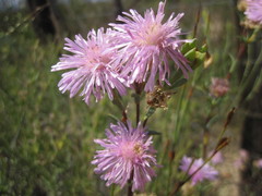 Lampranthus immelmaniae