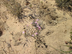 Lampranthus immelmaniae
