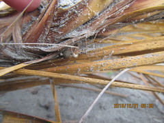 Cryptachaea veruculata