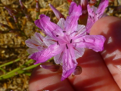 Limonium purpuratum