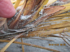 Cryptachaea veruculata