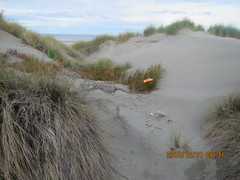 Cryptachaea veruculata