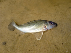 Gymnocephalus cernua