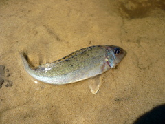 Gymnocephalus cernua