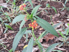 Asclepias curassavica image