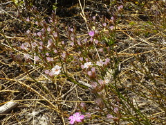 Limonium purpuratum