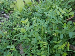 Vicia sativa nigra