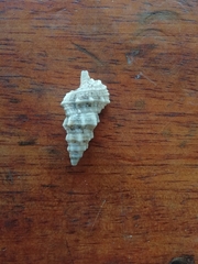 Cerithium columna