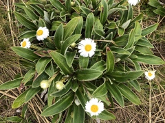 Celmisia verbascifolia