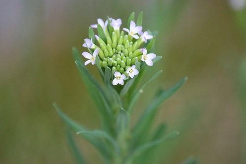 Image of Boechera grahamii by (c) Owen Strickland, some rights reserved (CC BY)