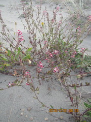 Silene gallica