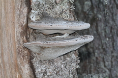 Phellinus nigricans