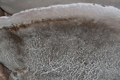 Phellinus nigricans