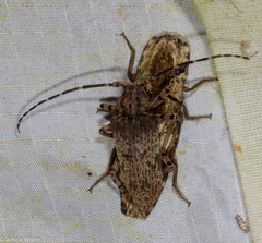 Moechotypa delicatula