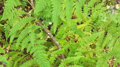 Hypolepis millefolium