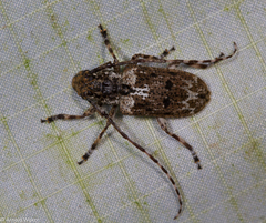 Mutatocoptops malaisiana