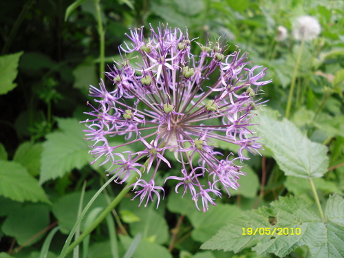 Allium rosenorum R.M.Fritsch