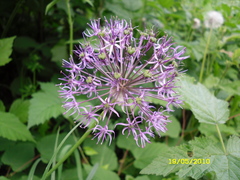 Allium rosenorum