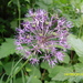 Allium rosenorum - Photo (c) Andrii Churilov, some rights reserved (CC BY-NC), uploaded by Andrii Churilov