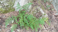 Hypolepis millefolium