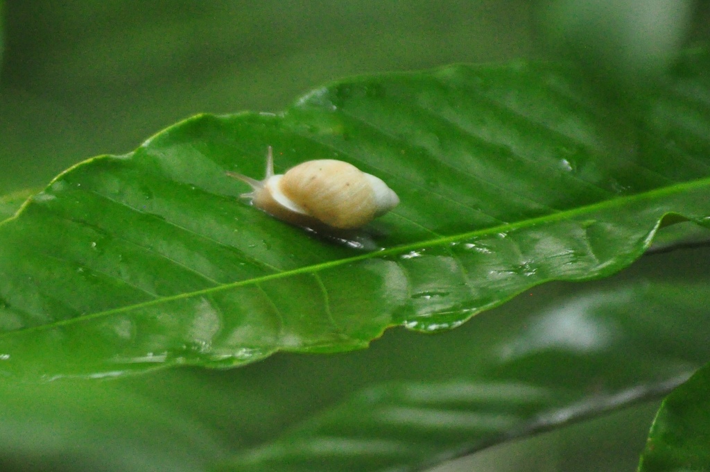 Short Samoan Tree Snail