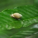 Short Samoan Tree Snail - Photo (c) Ben Hayden, some rights reserved (CC BY-NC), uploaded by Ben Hayden