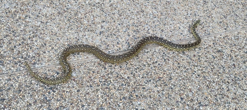 Diamond Python from Port Macquarie NSW 2444, Australia on May 26, 2023 ...