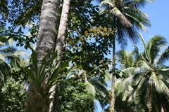 Grammatophyllum scriptum