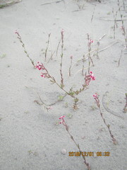 Silene gallica