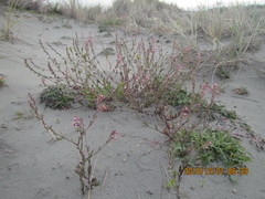 Silene gallica