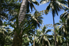 Grammatophyllum scriptum