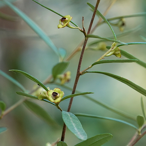 Image of Beyeria lasiocarpa by (c) Max Campbell, some rights reserved (CC BY)