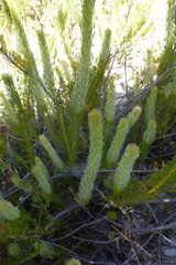 Serruria trilopha