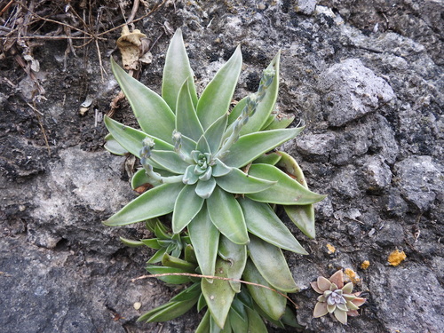 Image of Graptopetalum rusbyi by no rights reserved