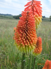 Kniphofia tysonii