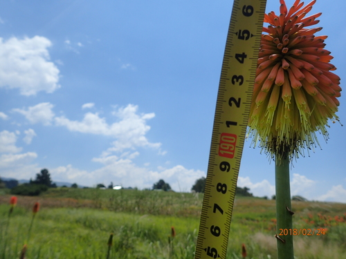 Image of Kniphofia tysonii by no rights reserved