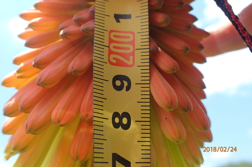 Image of Kniphofia tysonii by no rights reserved