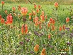 Kniphofia tysonii