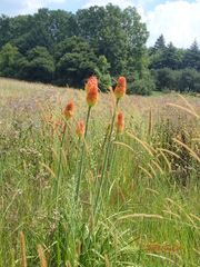Kniphofia tysonii