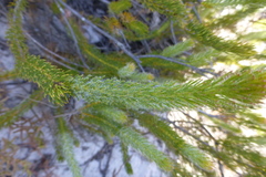 Serruria trilopha