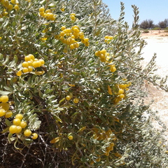 Nitraria billardierei
