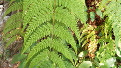 Hypolepis millefolium