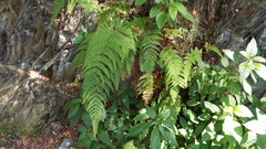 Hypolepis millefolium