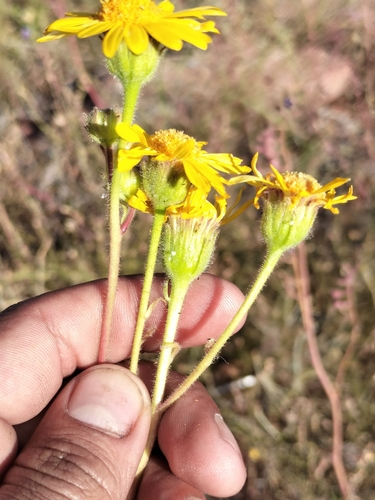Image of Hulsea mexicana by no rights reserved